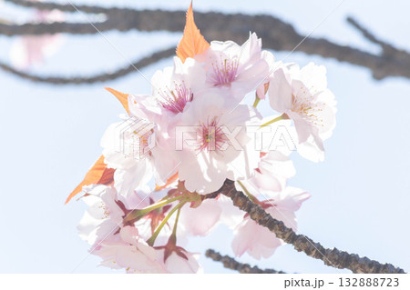 桜の花【品種:長州緋桜】 桜の花【品種:長州緋桜】 132888723