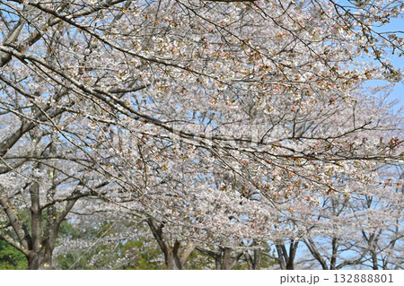 満開の虎山千本桜　山里の春　東秩父村 132888801