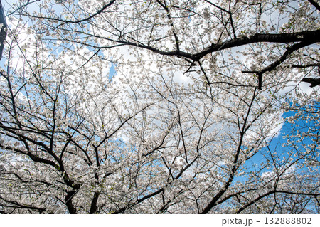 満開の桜を見上げる 満開の桜を見上げる 132888802