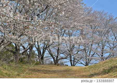 満開の虎山千本桜 山里の春 東秩父村 満開の虎山千本桜 山里の春 東秩父村 132888807