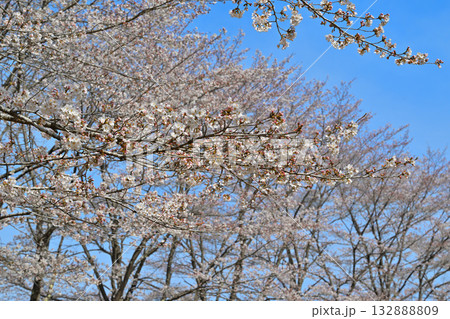 青空バック　満開の虎山千本桜　山里の春　東秩父村 132888809