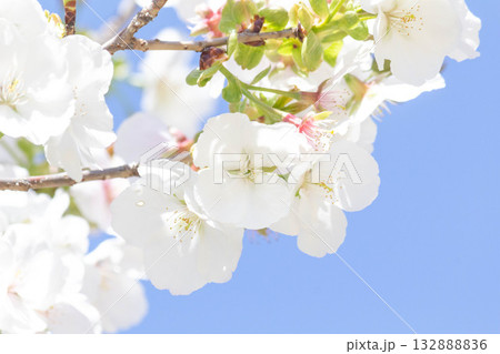 桜の花【品種：白雪】 132888836