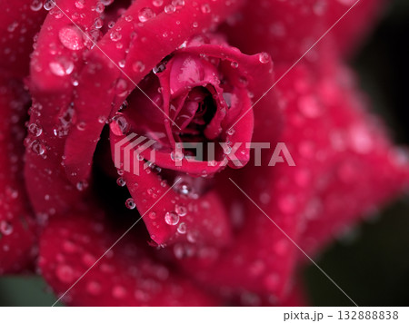雨の降る10月に美しく咲いた赤いバラの花「ドフトツァーバァ」 雨の降る10月に美しく咲いた赤いバラの花「ドフトツァーバァ」 132888838
