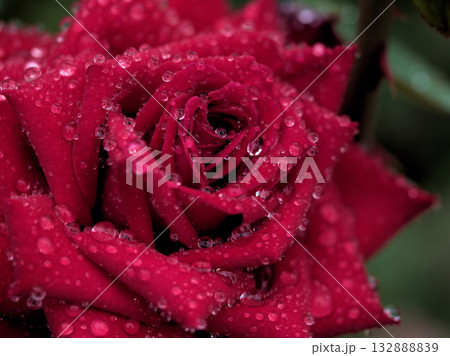 雨の降る10月に美しく咲いた赤いバラの花「ドフトツァーバァ」 雨の降る10月に美しく咲いた赤いバラの花「ドフトツァーバァ」 132888839