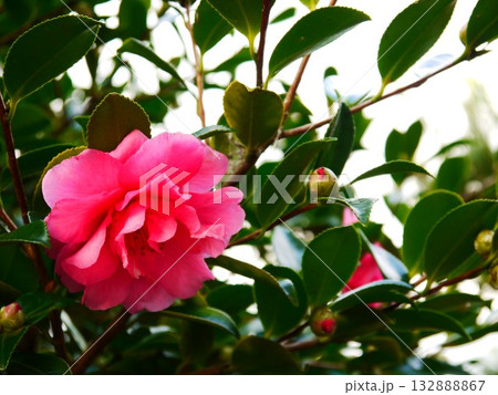 ピンクの花 132888867