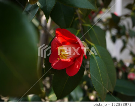 赤い椿の花 132888972