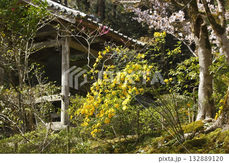 寂光院のヤマブキ 寂光院のヤマブキ 132889120
