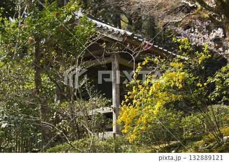 寂光院のヤマブキ 132889121