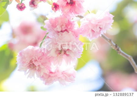 桜の花【品種：梅護寺数珠掛桜】 132889137