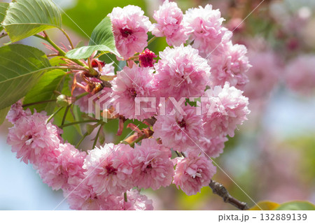 桜の花【品種：梅護寺数珠掛桜】 132889139