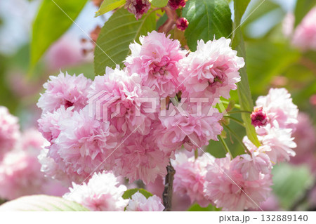 桜の花【品種：梅護寺数珠掛桜】 132889140