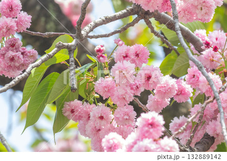 桜の花【品種:梅護寺数珠掛桜】 桜の花【品種:梅護寺数珠掛桜】 132889142