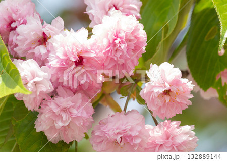 桜の花【品種：梅護寺数珠掛桜】 132889144