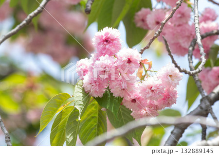 桜の花【品種：梅護寺数珠掛桜】 132889145