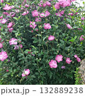 ツツジの花たち 132889238