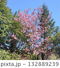 ツツジの花たち 132889239