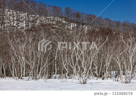 残雪期の尾瀬ヶ原・牛首付近のシラカバ林 残雪期の尾瀬ヶ原・牛首付近のシラカバ林 132889259