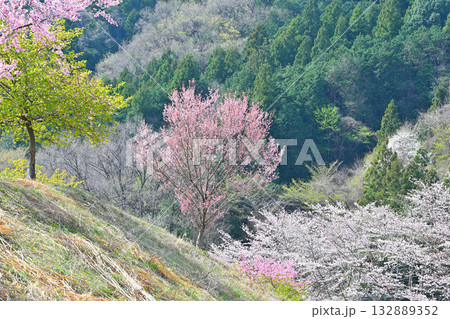 満開の虎山千本桜 山里の春 東秩父村 満開の虎山千本桜 山里の春 東秩父村 132889352