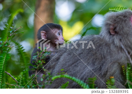 ヤクザル子ども　背のり　世界自然遺産屋久島(春 132889391