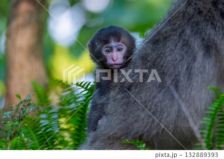 ヤクザル子ども　背のり　世界自然遺産屋久島(春 132889393