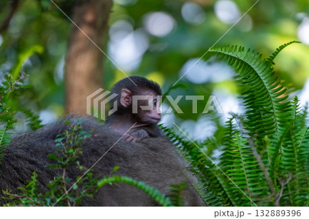 ヤクザル子ども　背のり　世界自然遺産屋久島(春 132889396