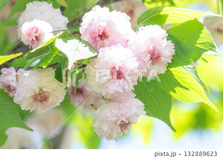 桜の花【品種:兼六園菊桜】 桜の花【品種:兼六園菊桜】 132889623