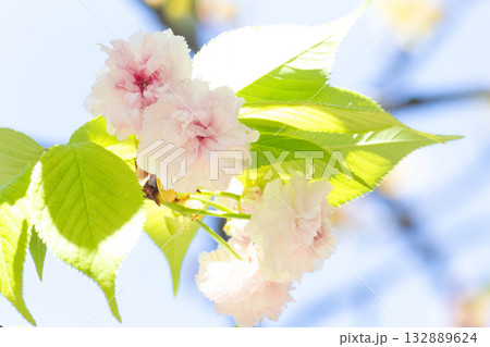 桜の花【品種：兼六園菊桜】 132889624