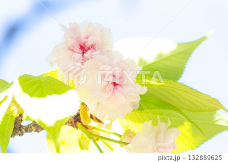 桜の花【品種:兼六園菊桜】 桜の花【品種:兼六園菊桜】 132889625