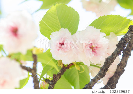 桜の花【品種：兼六園菊桜】 132889627