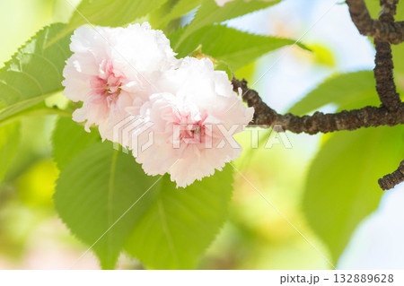 桜の花【品種:兼六園菊桜】 桜の花【品種:兼六園菊桜】 132889628