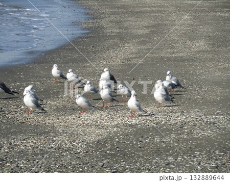 検見川浜の渡り鳥ユリカモメ 132889644