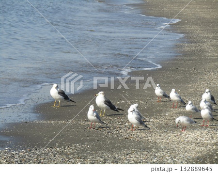 検見川浜の渡り鳥ユリカモメ 132889645