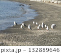 検見川浜の渡り鳥ユリカモメ 132889646