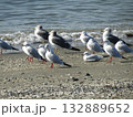 検見川浜の冬の渡り鳥ユリカモメ 132889652