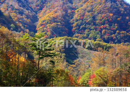瑞牆山山麓の秋 瑞牆山山麓の秋 132889658