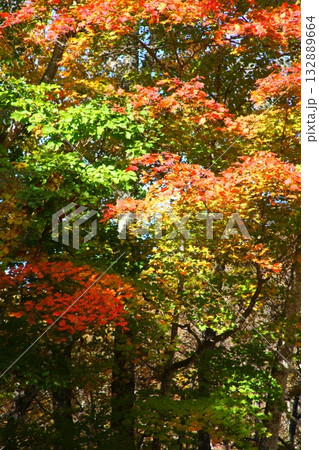 瑞牆山山麓の秋 132889664