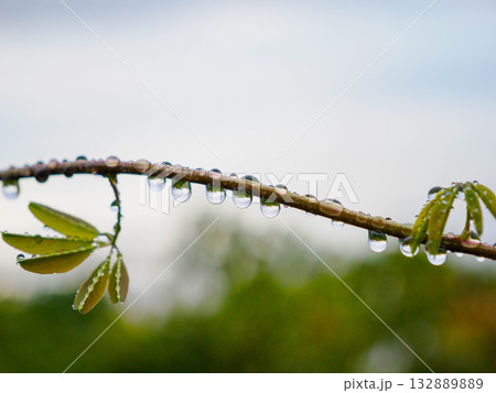 雨上がりの植物の水滴をマクロで撮影 雨上がりの植物の水滴をマクロで撮影 132889889