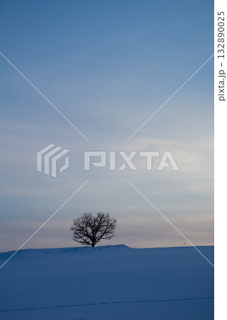 夕暮れの雪の丘の上の木立 132890025