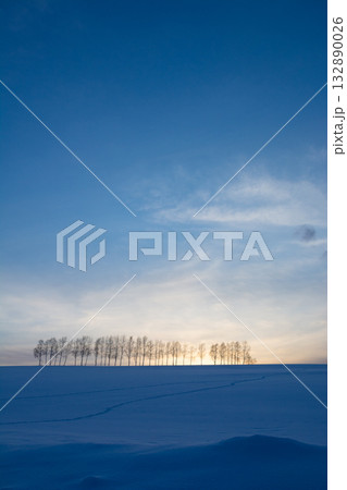 冬の夕暮れの丘のシラカバ並木 132890026
