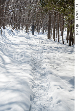 冬の林の雪の中の踏み分け道 冬の林の雪の中の踏み分け道 132890031