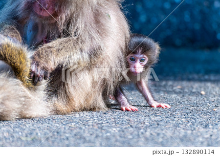 ヤクザル子ども　可愛い　世界自然遺産屋久島(春 132890114