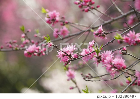 寂光院参道のキクモモの花 寂光院参道のキクモモの花 132890497