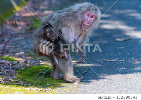 ヤクザル親子　かかえる　世界自然遺産屋久島(春 132890543