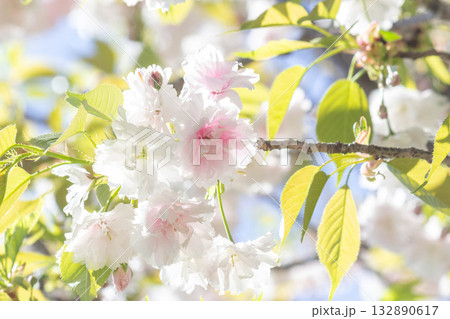 桜の花【品種：増山】 132890617