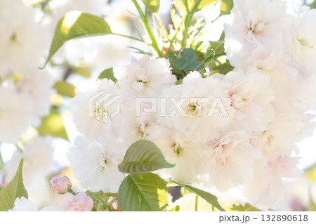 桜の花【品種：増山】 132890618