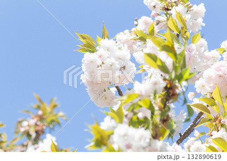 桜の花【品種：増山】 132890619