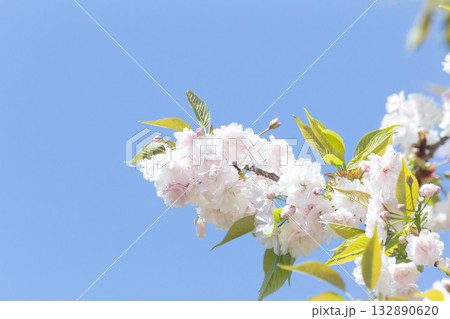 桜の花【品種:増山】 桜の花【品種:増山】 132890620