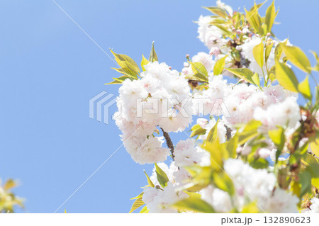 桜の花【品種：増山】 132890623