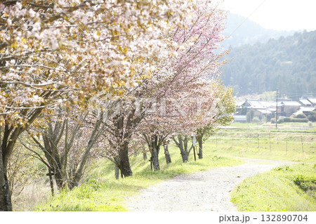大原の桜 大原の桜 132890704