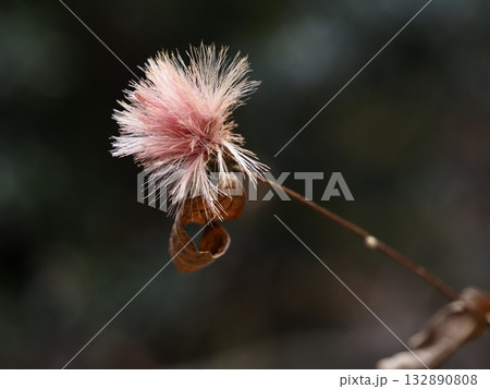 冬陽に輝く赤いコウヤボウキの穂 132890808